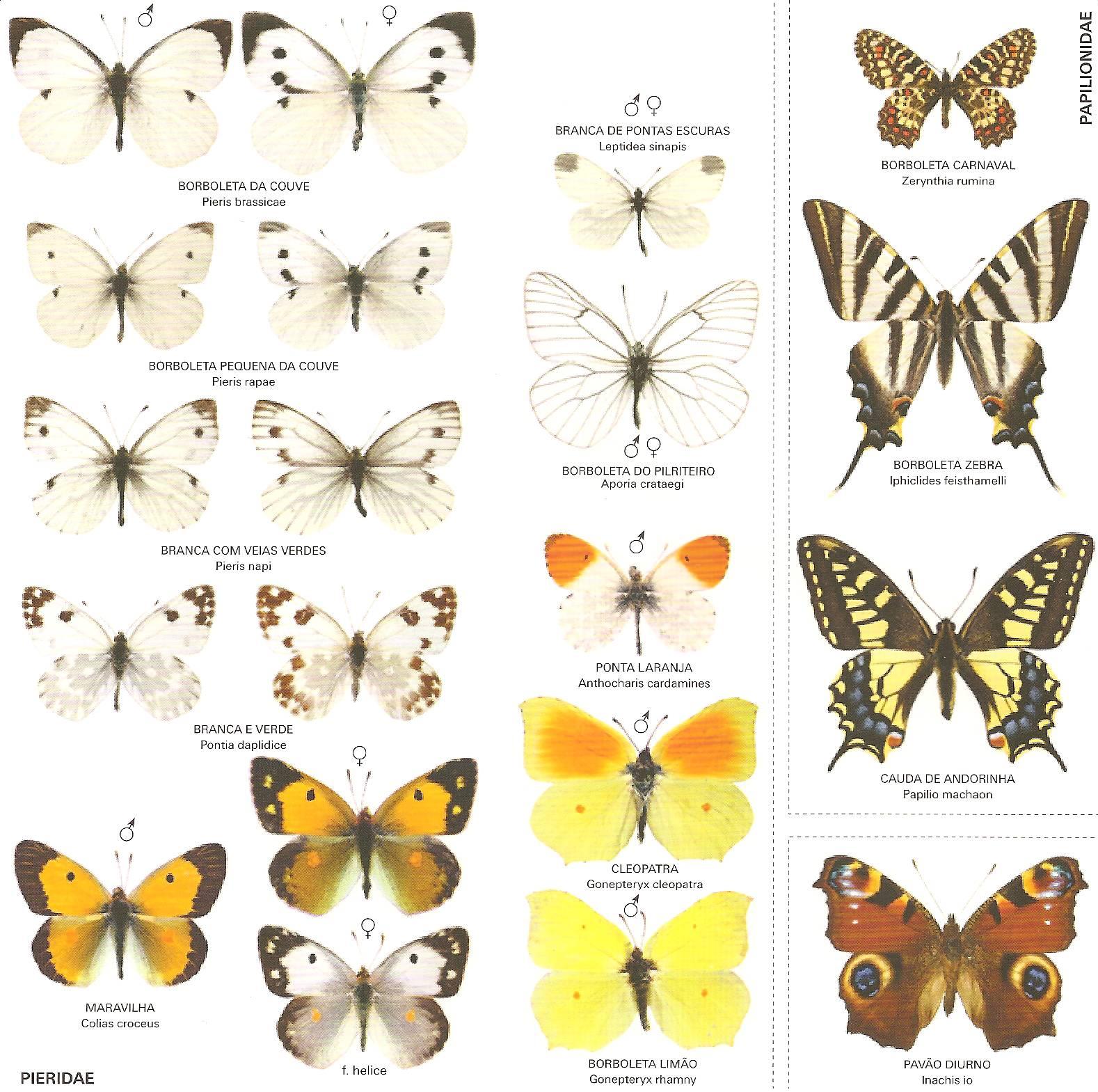 borboletas-comuns-em-portugal-1.jpg